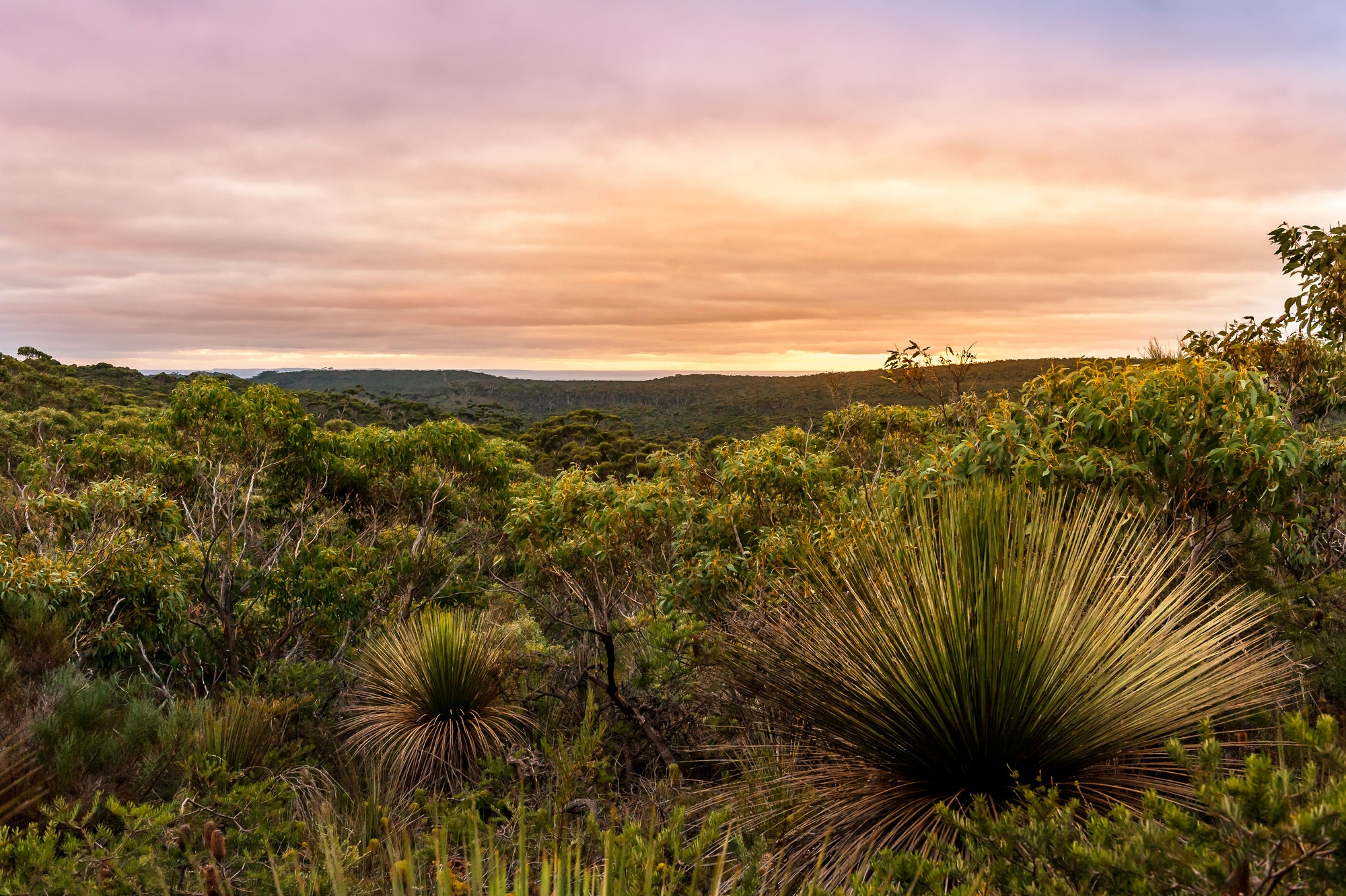 Bush Organics Sunset Kangaroo Island